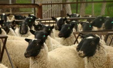 Бизнес план по разведению овец