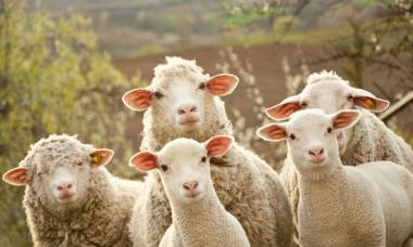 Бизнес план разведения овец